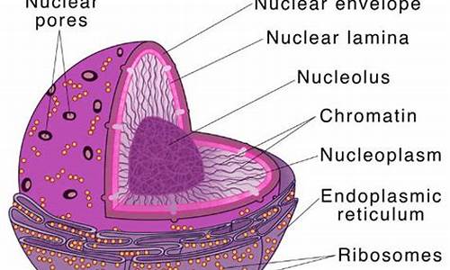 nucleus plus源码